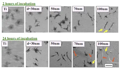 Stem cells incubated on nanowires. Oh, et al.