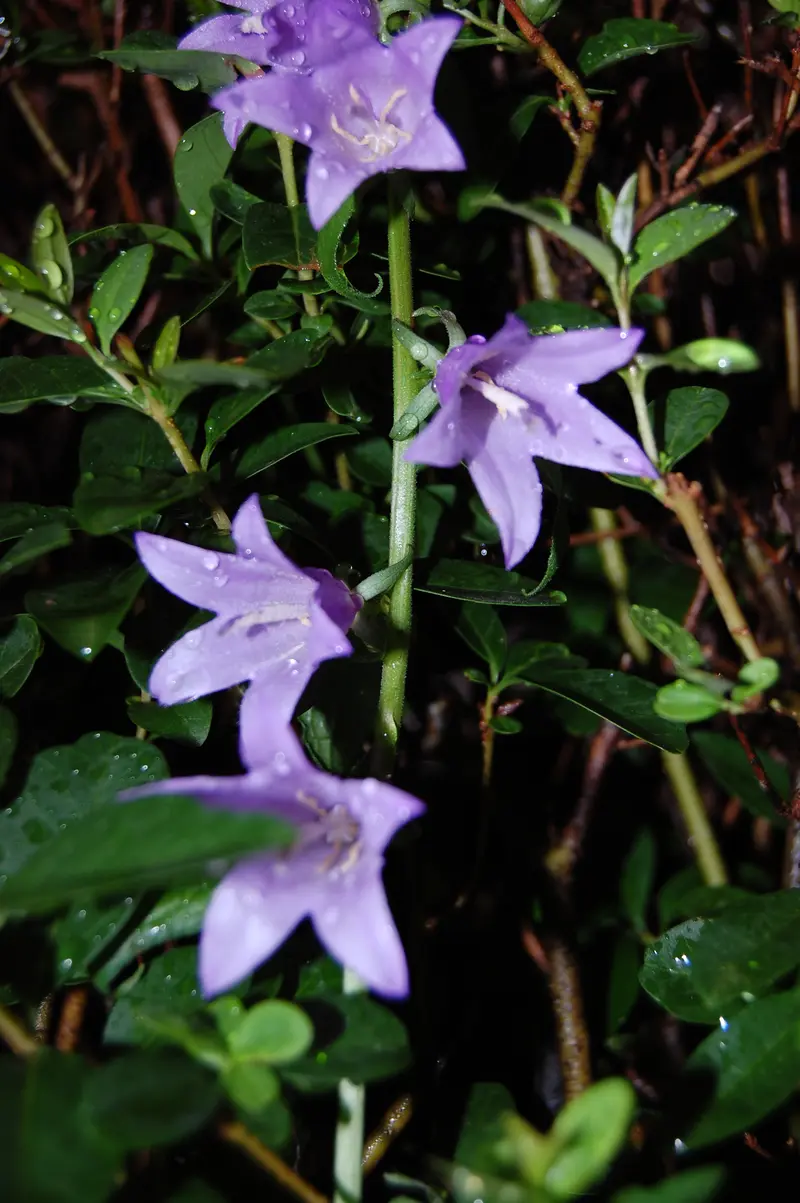 Creeping Bellflower (Camanula) in Nebraska in June, by JeffCoffman on Flickr.com Creeping Bellflower (Camanula) in Nebraska in June, by JeffCoffman on Flickr.com