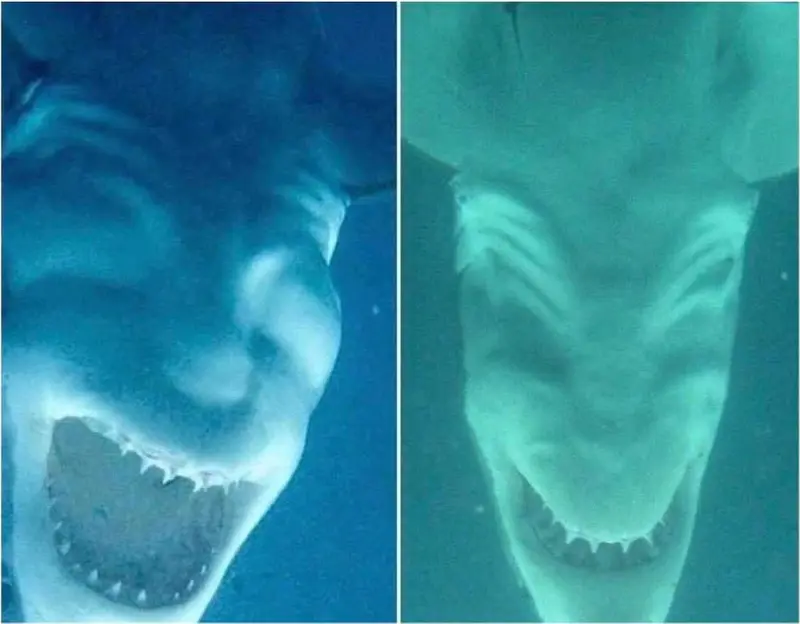 upside_down_shark