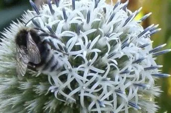 Honeybee in a London park