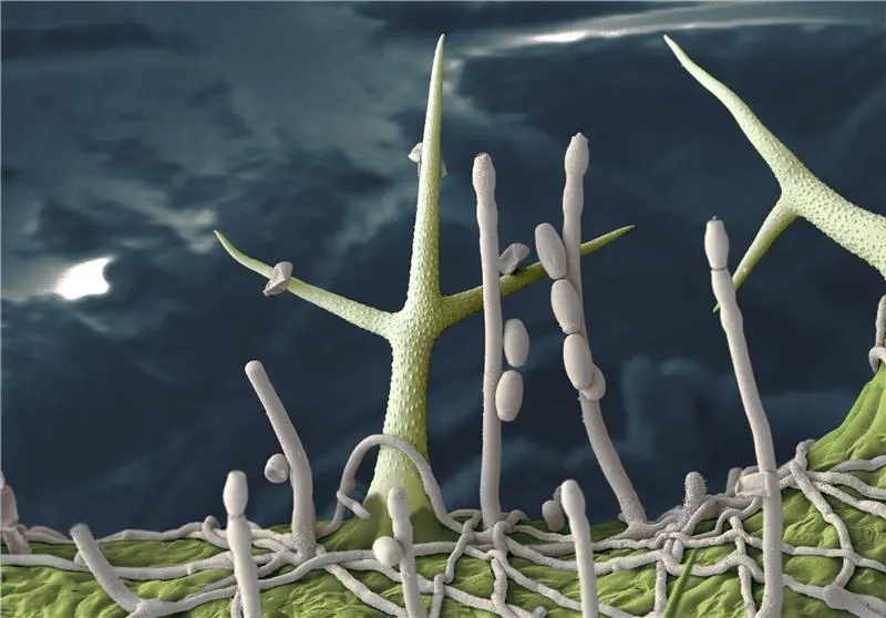electron micrograph of an Arabidopsis leaf infected with powdery mildew electron micrograph of an Arabidopsis leaf infected with powdery mildew