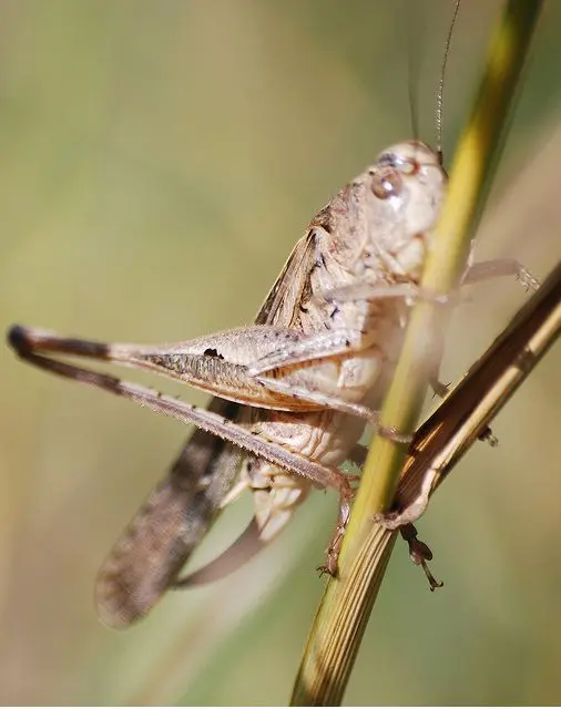 Platycleis affinis Platycleis affinis