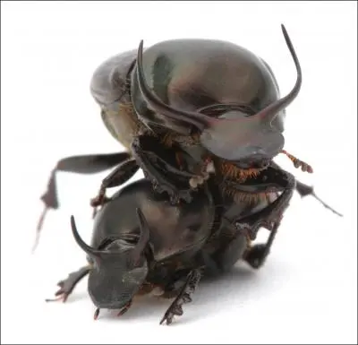 Onthophagus taurus males