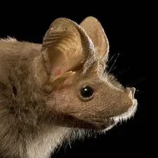 mouse-tailed bat Rhinopoma microphyllum and R. Cystops hibernate at warm temperatures