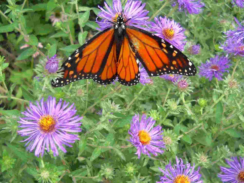 Monarch butterfly refueling with nectar from New England asters on the east side of Milwaukee, Wisconsin, on September 5, 2010, early afternoon, by Shamanic Shift (a.k.a. ECP) on Flickr.com Monarch butterfly refueling with nectar from New England asters on the east side of Milwaukee, Wisconsin, on September 5, 2010, early afternoon, by Shamanic Shift (a.k.a. ECP) on Flickr.com