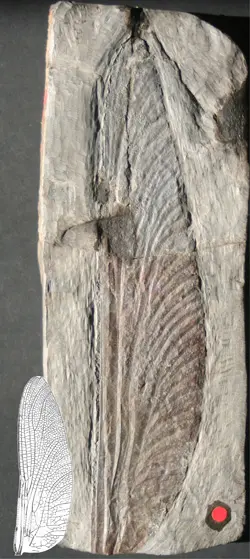Stephanotypus schneideri Stephanotypus schneideri