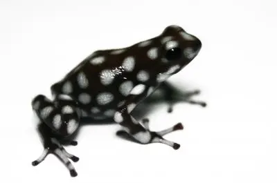 Dendrobates mysteriosus Dendrobates mysteriosus