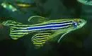 zebrafish