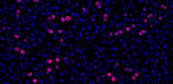 hepatocytes_dividing_during_the_liver_regeneration_process_after_hmb_supplementation