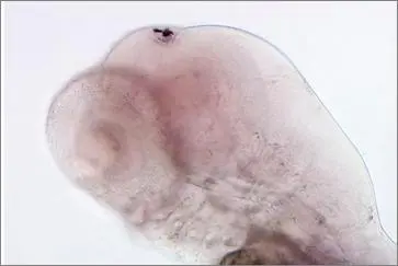 AgRP2 in Zebrafish