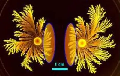 Paenibacillus Dendritiformis bacteria competition