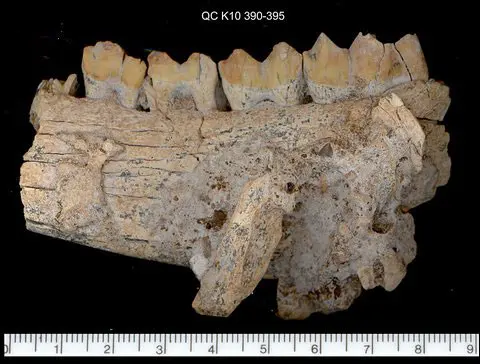 Qesem cave deer jaw. Qesem cave deer jaw.