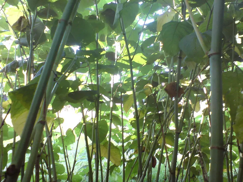 Japanese knotweed (or Fallopia japonica of the Polygonaceae family) by Dankogreen, via Flickr.com Japanese knotweed (or Fallopia japonica of the Polygonaceae family) by Dankogreen, via Flickr.com