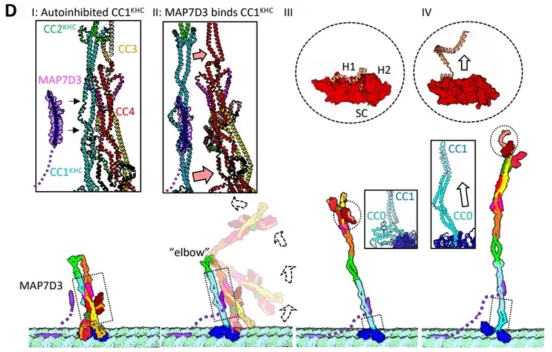 kinesin-1_sorceror_s_apprentice