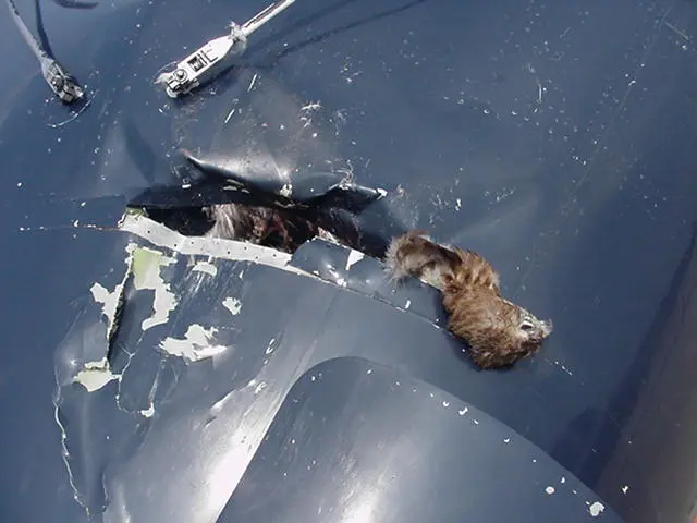 young bald eagle remains in a Dash Seven turboprop. young bald eagle remains in a Dash Seven turboprop.
