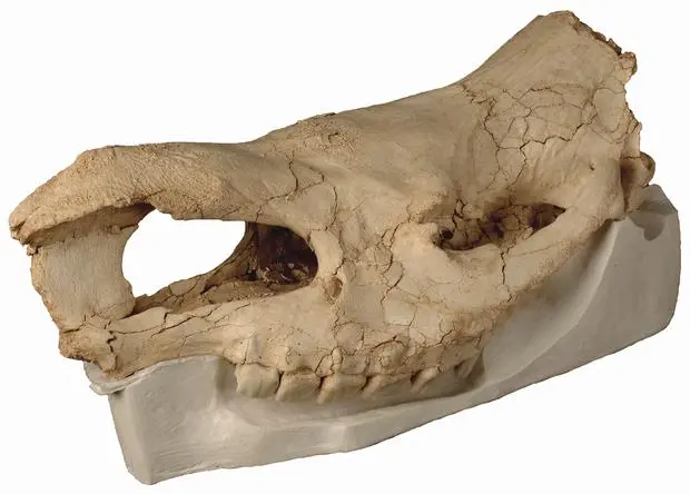 Skull remains female Hundsheim rhinoThuringia Skull remains female Hundsheim rhinoThuringia