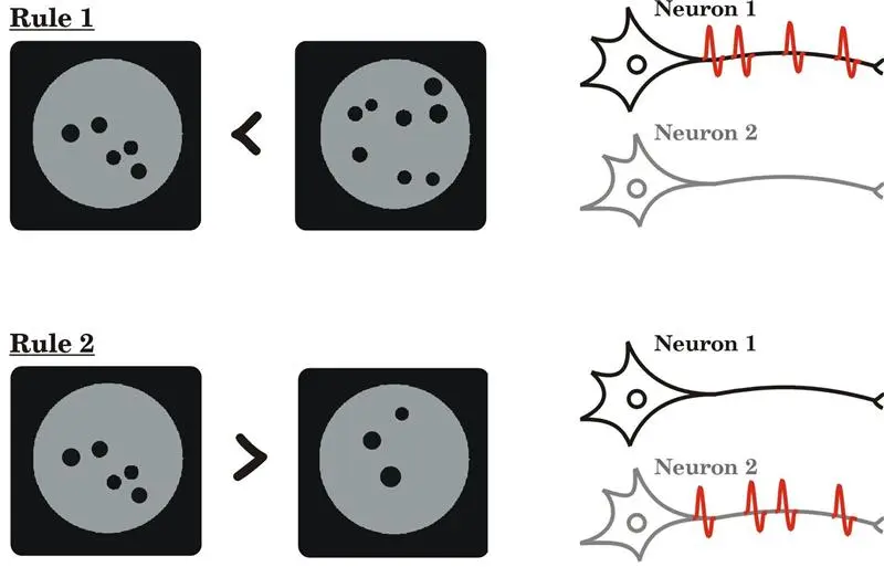 rhesus monkeys abstract mathematical rules brain cells