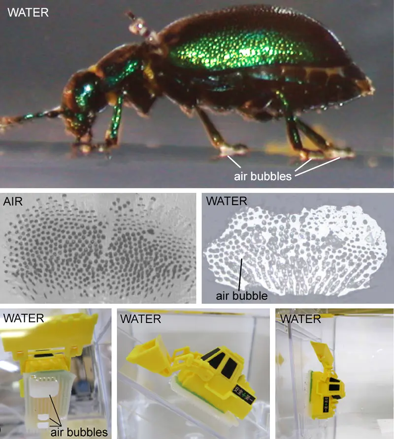 Beetle capillary forces and plastic toy bulldozer adhering to the substrate