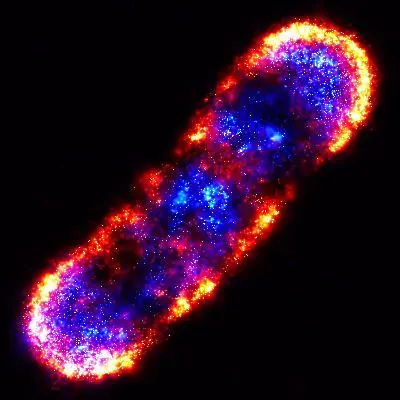 PALM ultrahigh-precision visible light microscopy technique e coli bacteria PALM ultrahigh-precision visible light microscopy technique e coli bacteria