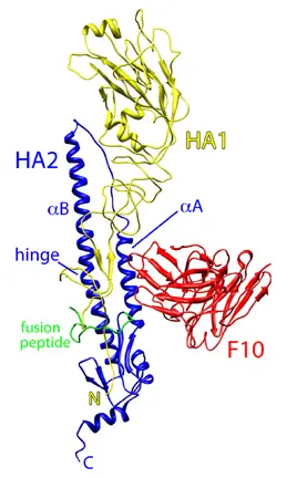 Ribbon diagram of the influenza virus H5 Ribbon diagram of the influenza virus H5