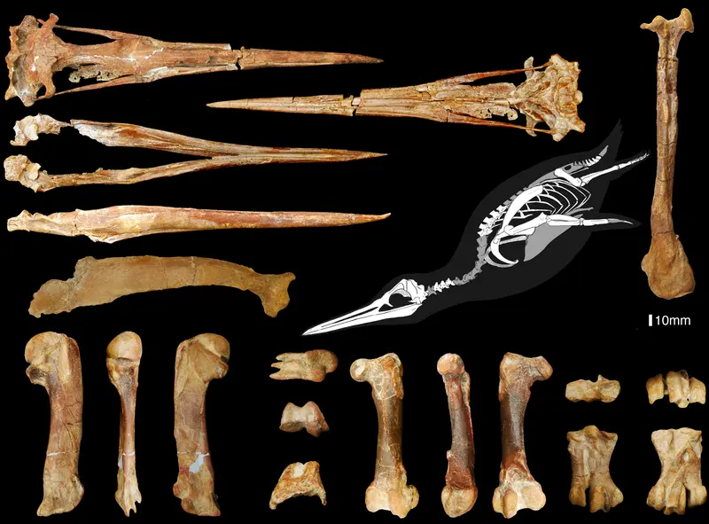 Inkayacu Paracasensis Inkayacu Paracasensis