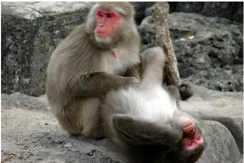 of mice and men and monkeys and longevity