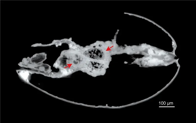 ostracod Harbinia micropapillosa tomography ostracod Harbinia micropapillosa tomography
