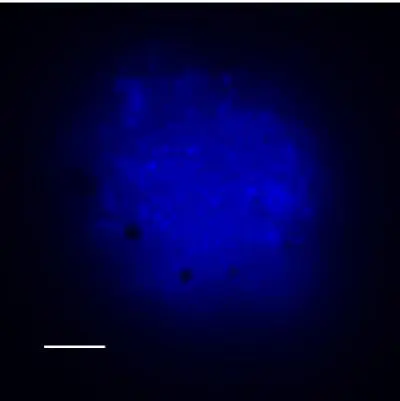 microbial aggregate found in manganese incubations