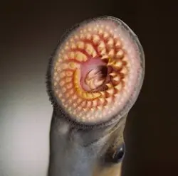 sea lamprey jawless suction cup mouth sea lamprey jawless suction cup mouth