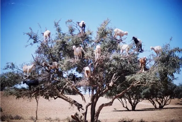 Tamri goats Argan trees Morocco Tamri goats Argan trees Morocco
