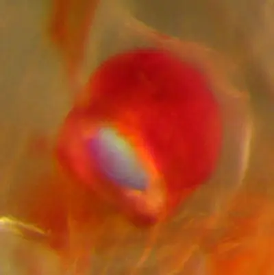 luminescent krill light switch muscles luminescent krill light switch muscles