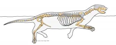 Puijila darwini