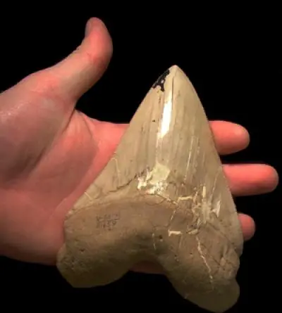 archarocles megalodon Sharktooth Hill Bone Bed Bakersfield archarocles megalodon Sharktooth Hill Bone Bed Bakersfield
