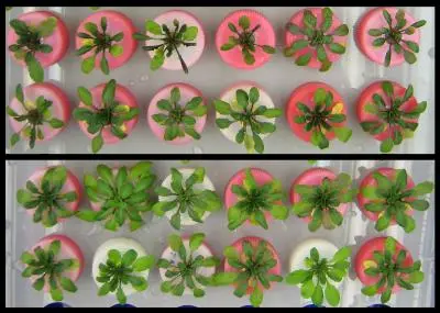 genetically modified plants and non-GM plants grown in saline conditions genetically modified plants and non-GM plants grown in saline conditions
