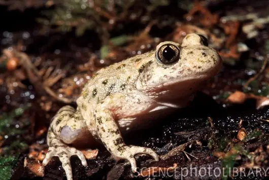 Alytes obstetricans almogavarii midwife toad Alytes obstetricans almogavarii midwife toad