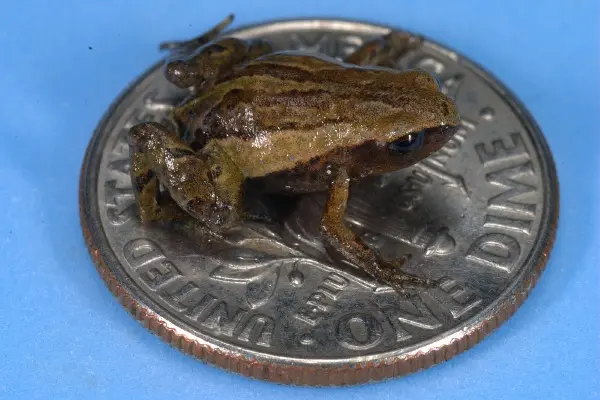 Noblella pygmaea