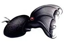 Vampyroteuthis infernalis, the vampire squid