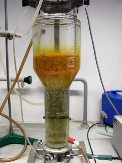 Devil's claw hairy root cultures Devil's claw hairy root cultures