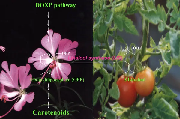 tomatoes stress gene activity fragrance