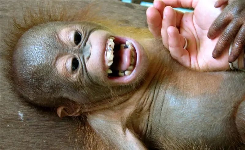Enero laughter evolution tickling Enero laughter evolution tickling