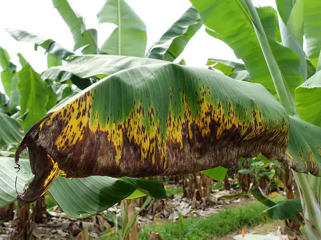 Banana Sigatoka symptoms