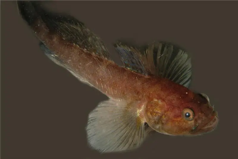 Benguela goby