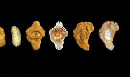 Gabon 2 billion year old multicellular life Gabon 2 billion year old multicellular life