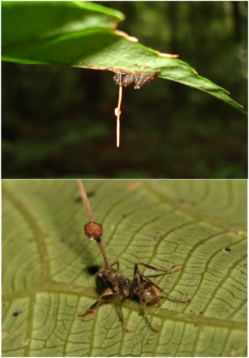 zombie_ant