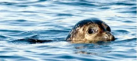 Kosterhavet Marine National Park seal Kosterhavet Marine National Park seal