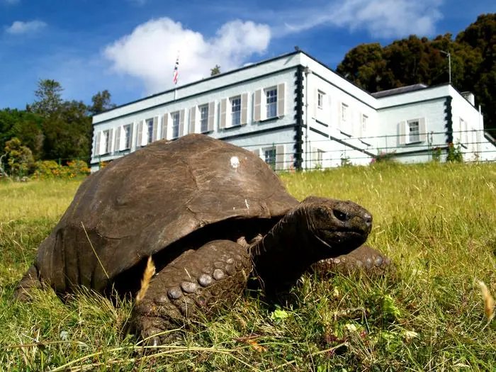joanathan_the_tortoise