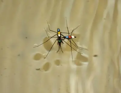 Aquarius remigis water strider