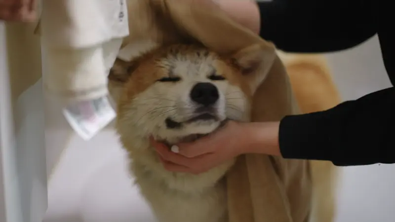 happy_akita