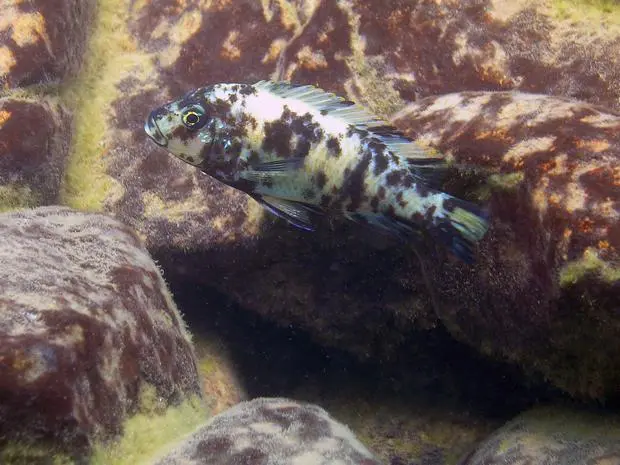 female orange blotch morph cichlid fish swims near Nankoma Island Malawi female orange blotch morph cichlid fish swims near Nankoma Island Malawi