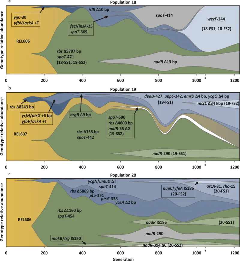 Parallel Evolutionary Dynamics of Adaptive Diversification in Escherichia coli PLoS Biology Parallel Evolutionary Dynamics of Adaptive Diversification in Escherichia coli PLoS Biology